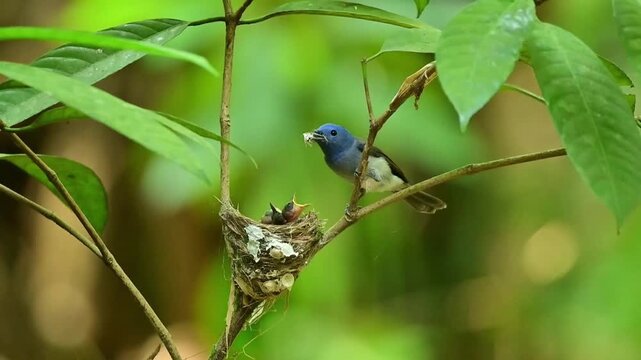 Video captures a Black-naped Monarch (Hypothymis azurea) bringing insects to feed its young hatchlings in their forest nest at Kaeng Krachan National Park Thailand.
