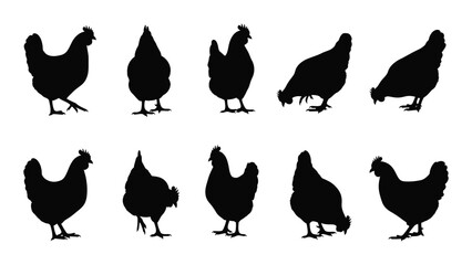 Collection Of Black Chicken Silhouettes In Various Poses Against A White Background Silhouette rooster fowl poultry hen cock farm bird © SIMPLYXRIAD