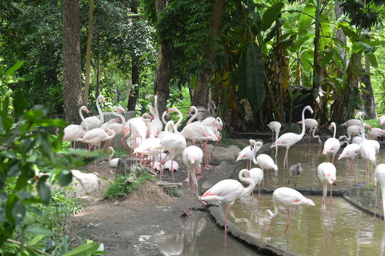 A group of flamingoes is standing at the lagoon. Wildlife concept.