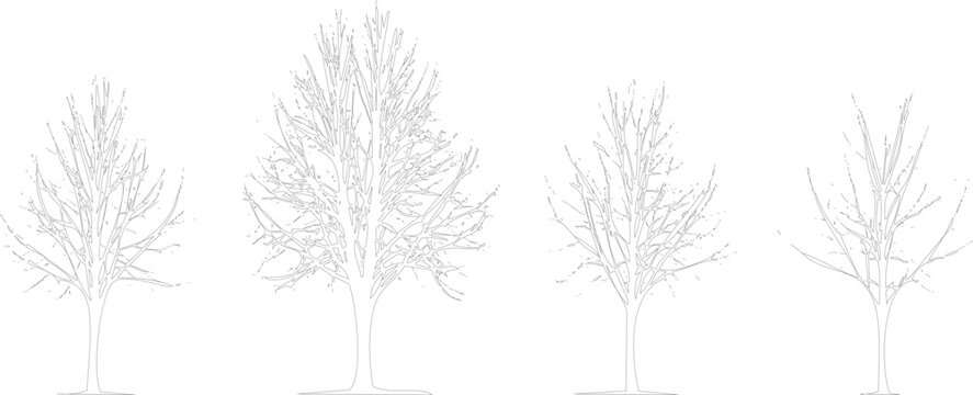 Four bare trees with thin branches and no leaves standing alone