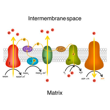 Electron Transport Chain in Mitochondria, Biology Science Education Illustration