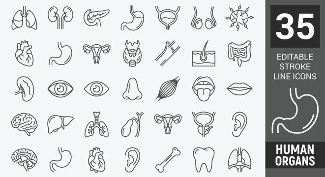 Human organs line icon set featuring anatomy, biology, health, internal, heart, brain, and medical. Professional editable vector set for healthcare.