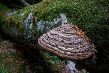Primavera al Parco Nazionale d'Abruzzo Lazio e Molise (PNALM): Funghi a Mensola © Luigi Nespeca