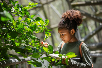Obraz premium Young Citizen Scientist Examining Insect-Damaged Leaves in Tropical Biodiversity Habitat
