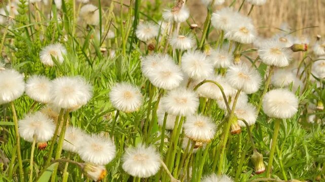 White fluffy inflorescences of mother and stepmother on a summer meadow field.