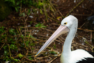 Fototapeta premium Close-up of Australian pelican (Pelecanus conspicillatus) is a large waterbird in the family Pelecanidae. It has been recorded as having the longest bill of any living bird.