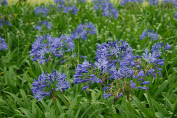 Obraz premium A macro shot of a spherical cluster of purple Agapanthus blossoms with light stripes on each petal. 