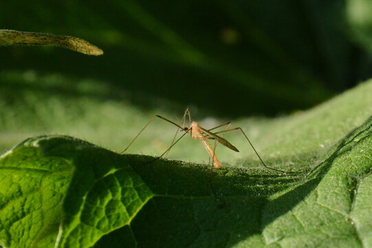 Macro of a crane fly insect resting on a textured green leaf in sunlight