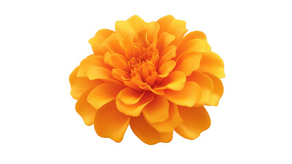 Obraz premium Marigold flower symbolizes remembrance and joy, created with AI, PNG