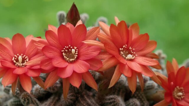 Vibrant Red Peanut Cactus Flowers Blooming in Rotation Against Green Background
