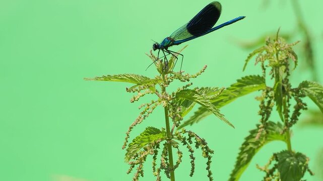 Blue banded demoiselle dragonfly on plant green screen background horizontal