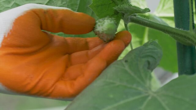 Female hand in glove picks cucumber from stem in summer garden. Organic farm where vegetables grow naturally. Concept of healthy food, sustainability, agriculture and natural harvest