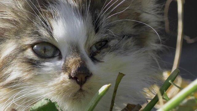 Homeless cat lying in scattered leaves. One eye swollen, fur rough and unclean. Struggling to survive each passing day without food or shelter