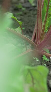 Beetroot stays half buried in moist ground with lush foliage. Concept of organic produce, traditional farming, natural diet and sustainability of rural agriculture