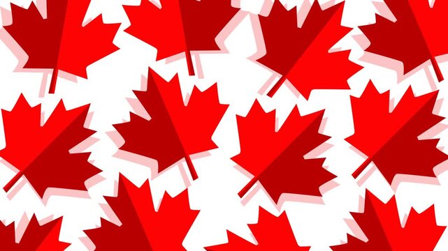 Seamless Canada Day inspired background featuring layered red maple leaves on a clean white backdrop. Ideal for patriotic celebrations, holiday promotions, national events, and festive video projects.
