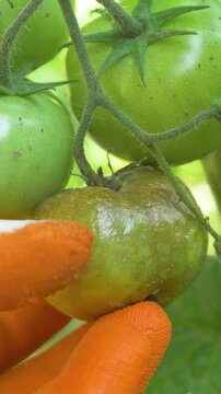 Green tomato experiencing minor disease impact. Organic farm striving for sustainable growth. Disease management crucial for ensuring long term productivity of crops