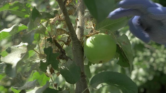 Farmers hand in blue glove assesses green apple on branch. Visible damage includes wilted leaves and cobwebs. Pests in untreated orchard pose serious risk to fruit quality under bright sun