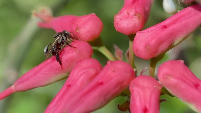 Stingless Bees Foraging on Pink Flowers During the Day