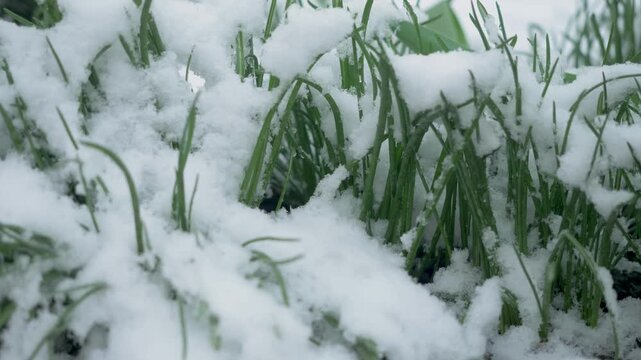 Green grass covered by sudden snowfall. Spring moment caught in winter reversal. Unexpected freeze delays soil warmth. Nature pauses between two seasons
