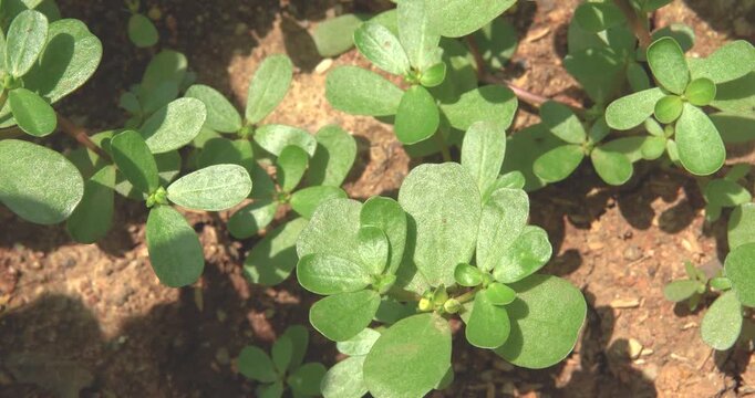 Close-up of fresh green purslane growing in a garden	