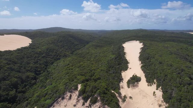 Aerial view of Beerall Sandblow sand dunes nestled within the dense green rainforest under a blue sky on K'gari, Queensland, Australia.