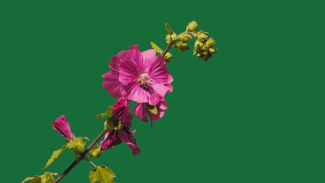 Blooming pink mallow flower on green screen background
