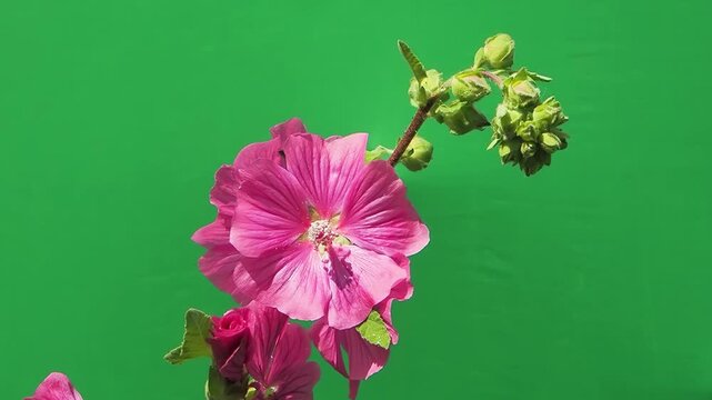 Blooming pink mallow flower on green screen background slow motion