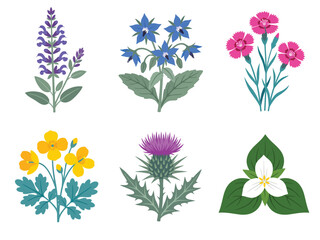 Fototapeta premium Tropical Exotic Flowers Edition #36—salvia, borage, dianthus, celandine, thistle, trillium. Vector Illustration. Design Element. Clip art. Suitable for artwork design. Editable for any design.