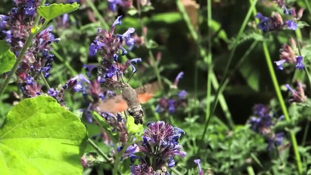 hawk-moth hovering and collecting nectar from purple flower