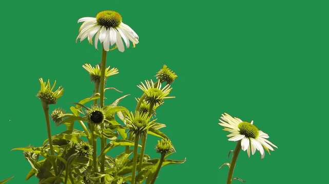 White echinacea coneflower flower blooming on green screen background