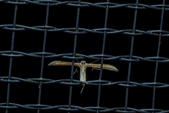 Macro of a Plume Moth (Pterophoridae) resting on a black wire fence at night
