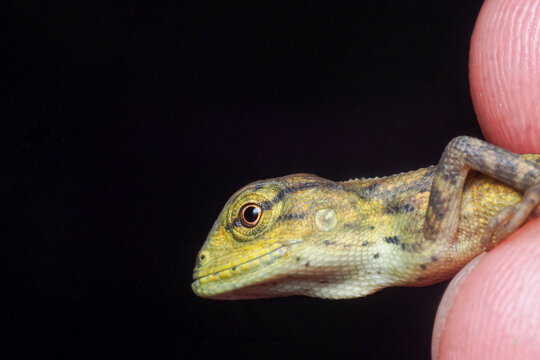 Macro portrait of Indonesian False Bloodsucker lizard on black background.