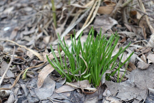 Grass-like ensiform leaves of spring flowering bulbous plants in mid February