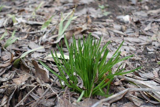 Grass-like ensiform leaves of spring flowering bulbous plants in mid February