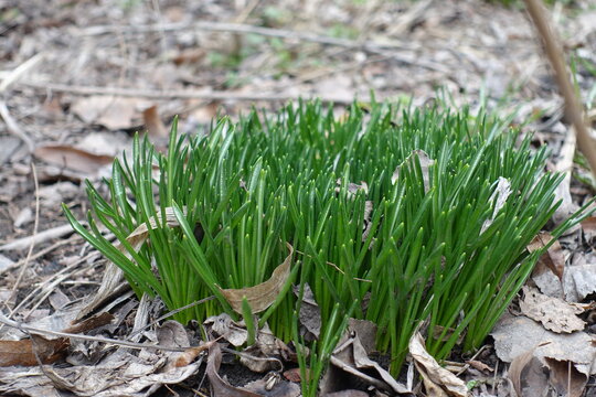 Grass-like ensiform leaves of spring flowering bulbous plants in mid February