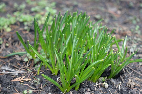 Grass-like ensiform leaves of spring flowering bulbous plants in mid February
