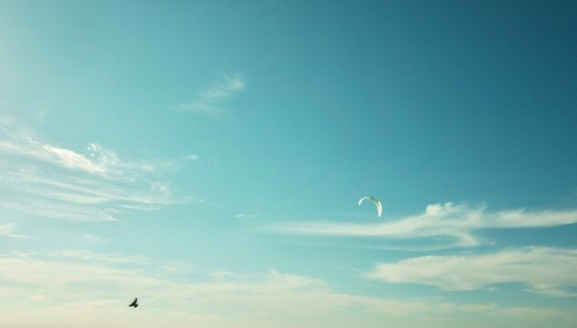 a bird and a parachute against the sky