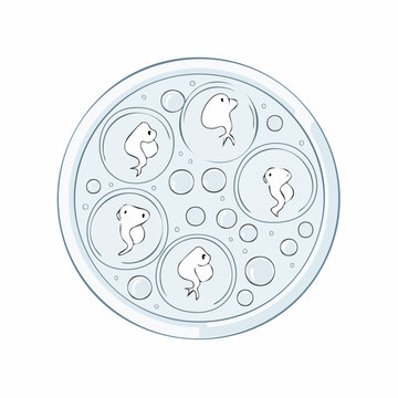 Embryo Development in Petri Dish