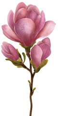 Fototapeta premium Isolated watercolor botanical illustration of a single pink magnolia branch with elegant blooming buds and detailed green stems on a solid white background. Clean, minimalist floral clipart.