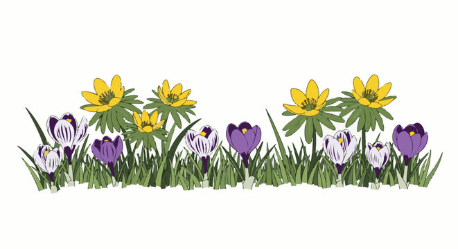 Spring crocus and yellow winter aconite blooms in grass