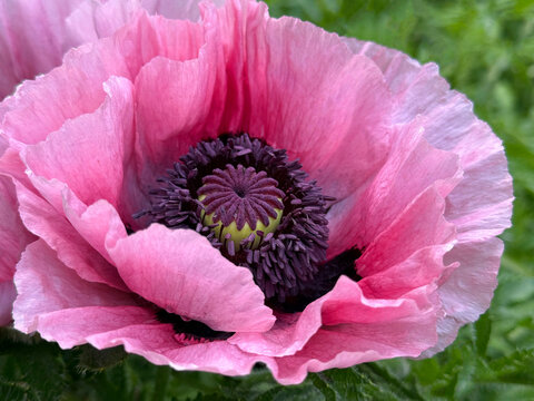 Poppy papaver orientale beautiful pink flower.