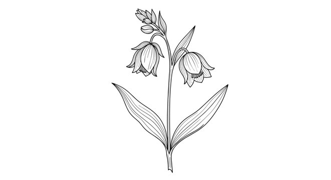 Detailed black and white botanical sketch of a flowering plant with hanging blossoms and long leaves in a vintage style.