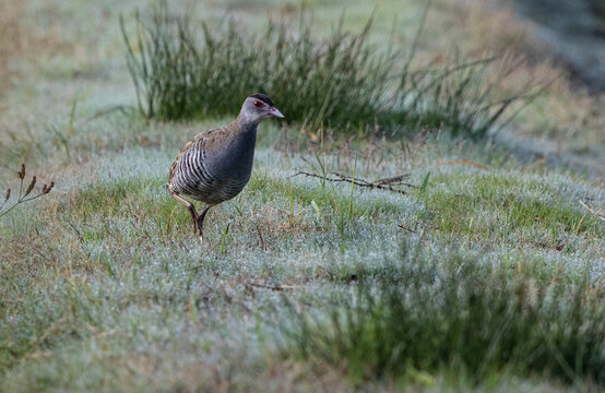 African Crake