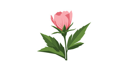 Fototapeta premium Delicate pink flower bud on a stem with sharp green leaves shown in a detailed botanical illustration style.