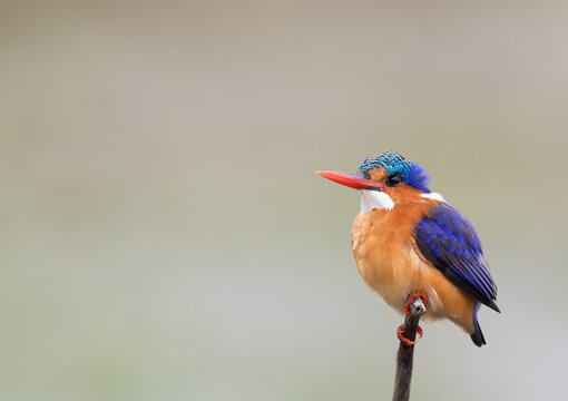 Malachite Kingfisher