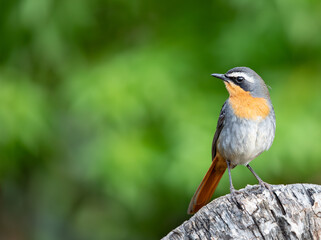 Fototapeta premium Cape Robin Chat