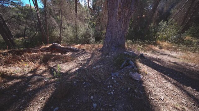 Forest floor and pine tree roots in Benidorm nature reserve