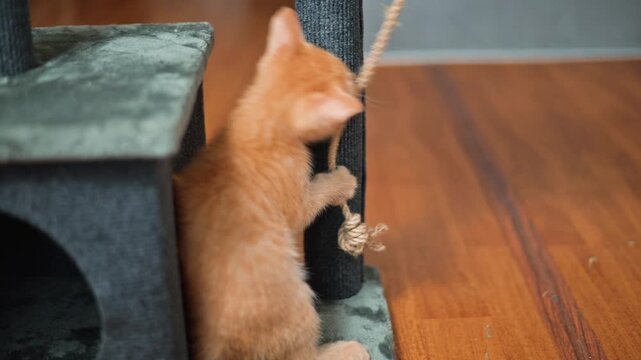 A small orange kitten pulls at a rope attached to a cat tree, showing curiosity and energy. The kitten is engaged in playful behavior, enjoying its surroundings while exploring the textures