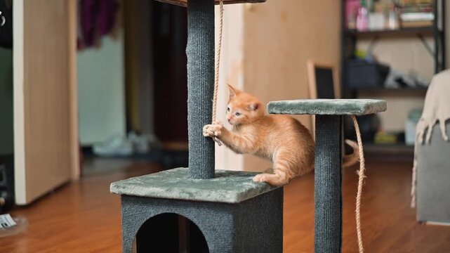 A young orange cat plays on a scratching post in a home setting. The cat climbs and interacts with the post, showcasing its playful nature