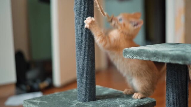 A young male orange kitten is seen engaging with a scratching post in a home setting. The kitten climbs, jumps, and shows curiosity while exploring its surroundings